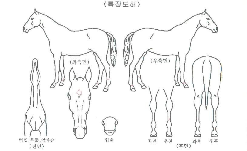 Ãʵ¿»þÀÌ´ÏÀÇ Ãø¸é,¿ì¸é,µÞ¸é,µÎ»ó,´Ù¸®ÀÇ Æ¯Â¡µµÇØ