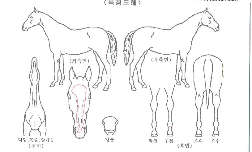 ��¹߸��ڸ��� ����,���,�޸�,�λ�,�ٸ��� Ư¡����