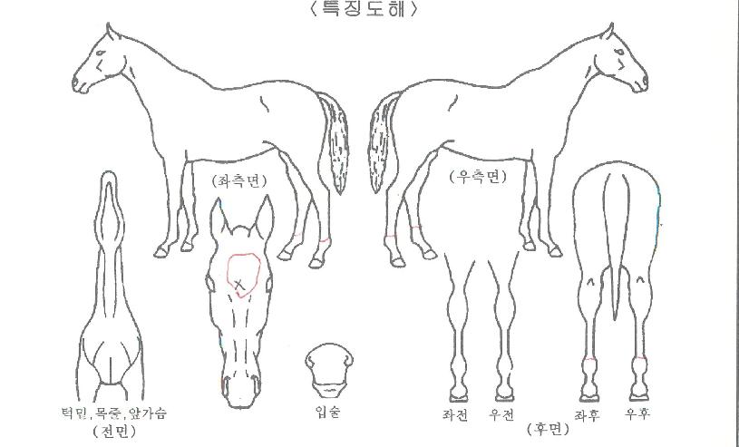 ¶ó¿Âºí·¯µåÀÇ Ãø¸é,¿ì¸é,µÞ¸é,µÎ»ó,´Ù¸®ÀÇ Æ¯Â¡µµÇØ