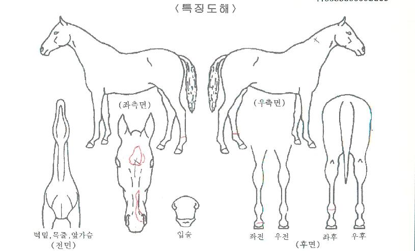 ��ħ���� ����,���,�޸�,�λ�,�ٸ��� Ư¡����