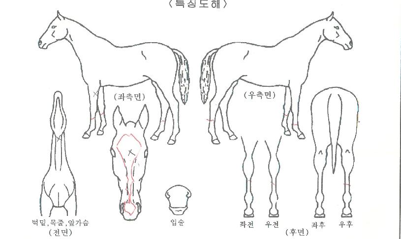 ����������� ����,���,�޸�,�λ�,�ٸ��� Ư¡����