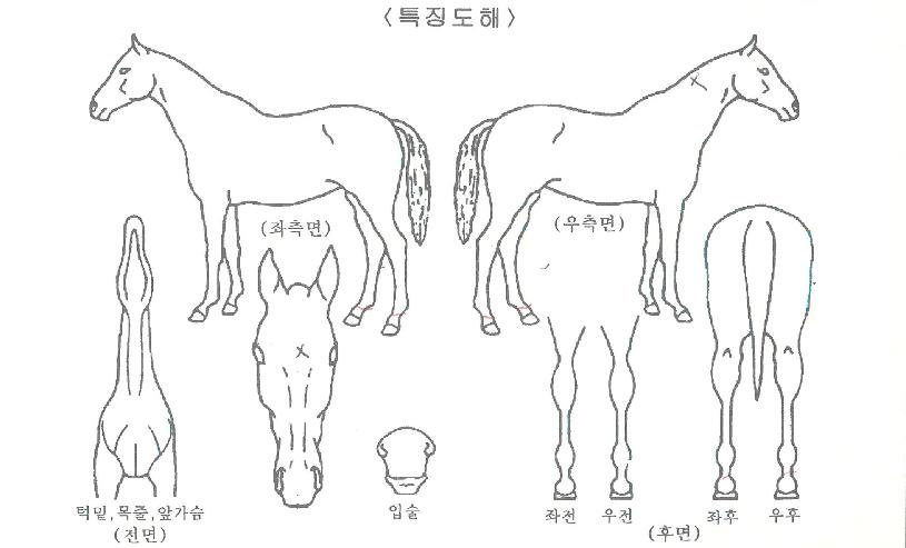 ���̾�����Ʈ�� ����,���,�޸�,�λ�,�ٸ��� Ư¡����