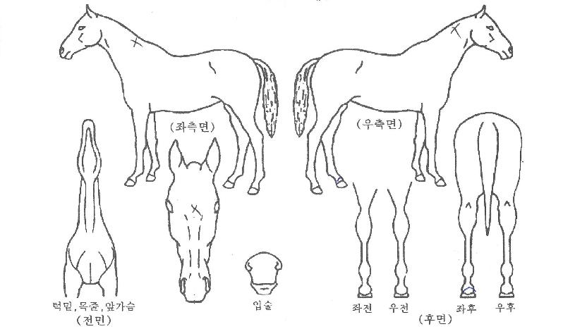 ¸¶ÀÎÇåÅÍÀÇ Ãø¸é,¿ì¸é,µÞ¸é,µÎ»ó,´Ù¸®ÀÇ Æ¯Â¡µµÇØ