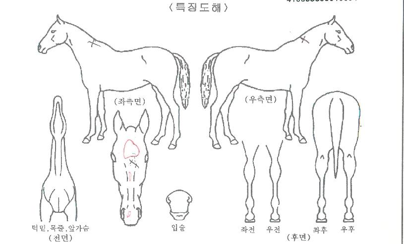 Àü¼³ÀǹÝÁöÀÇ Ãø¸é,¿ì¸é,µÞ¸é,µÎ»ó,´Ù¸®ÀÇ Æ¯Â¡µµÇØ