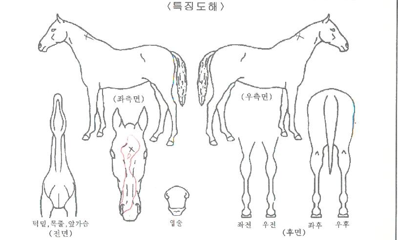 �����������ڸ��� ����,���,�޸�,�λ�,�ٸ��� Ư¡����