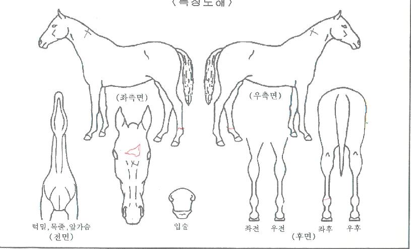 ¸¶Å©°ñµåÀÇ Ãø¸é,¿ì¸é,µÞ¸é,µÎ»ó,´Ù¸®ÀÇ Æ¯Â¡µµÇØ