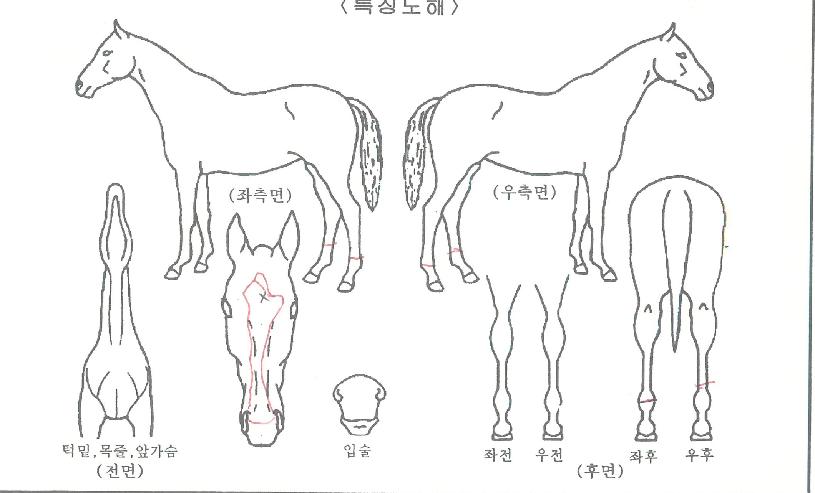 µ¿ÇؾßÀÚ¸¶ÀÇ Ãø¸é,¿ì¸é,µÞ¸é,µÎ»ó,´Ù¸®ÀÇ Æ¯Â¡µµÇØ
