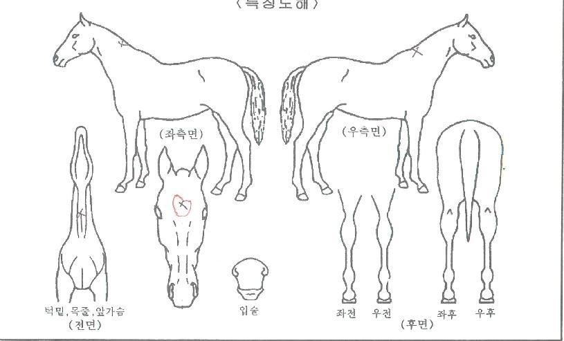 �ż������� ����,���,�޸�,�λ�,�ٸ��� Ư¡����