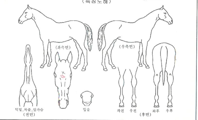 ¿¡ÀÌÅõÁ¦Æ®ÀÇ Ãø¸é,¿ì¸é,µÞ¸é,µÎ»ó,´Ù¸®ÀÇ Æ¯Â¡µµÇØ