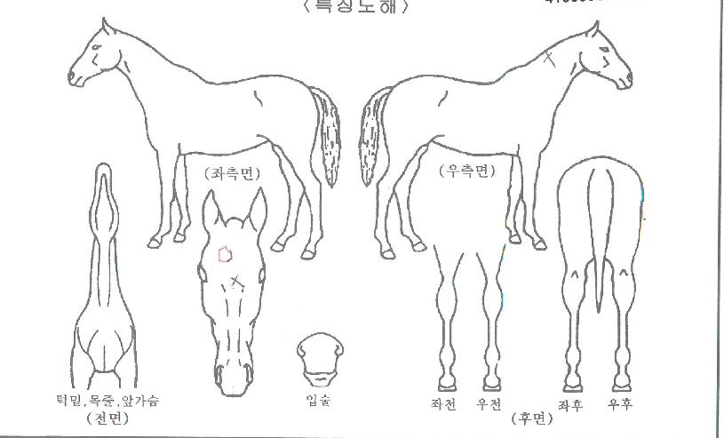 ¿ø´õÇ®±Û¸®ÅÍÀÇ Ãø¸é,¿ì¸é,µÞ¸é,µÎ»ó,´Ù¸®ÀÇ Æ¯Â¡µµÇØ