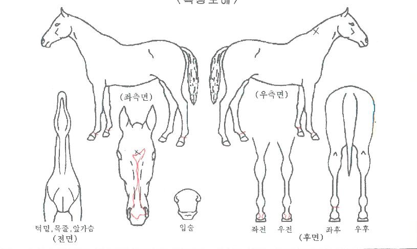 ¹Ùº§ÀÇ Ãø¸é,¿ì¸é,µÞ¸é,µÎ»ó,´Ù¸®ÀÇ Æ¯Â¡µµÇØ