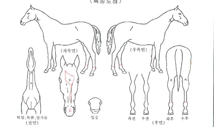 Ʈ���ø����� ����,���,�޸�,�λ�,�ٸ��� Ư¡����