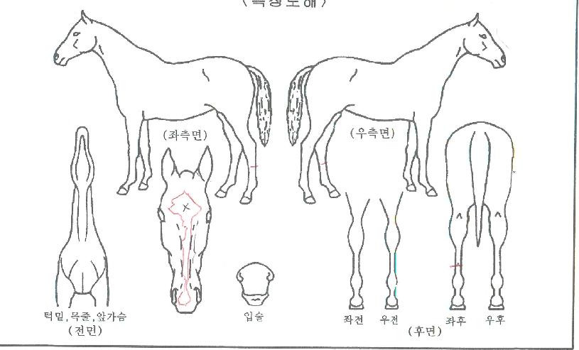 ±Û·Î¹úÅéÀÇ Ãø¸é,¿ì¸é,µÞ¸é,µÎ»ó,´Ù¸®ÀÇ Æ¯Â¡µµÇØ