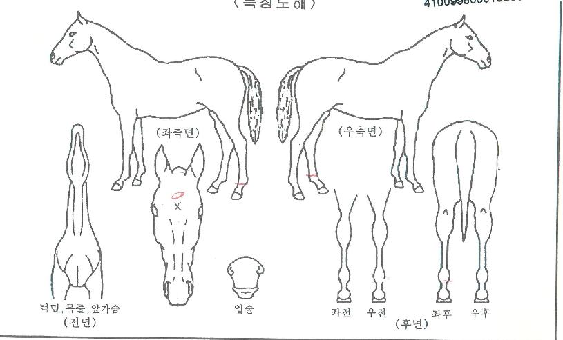 ¾Ö´Ï¼±ÀÇ Ãø¸é,¿ì¸é,µÞ¸é,µÎ»ó,´Ù¸®ÀÇ Æ¯Â¡µµÇØ