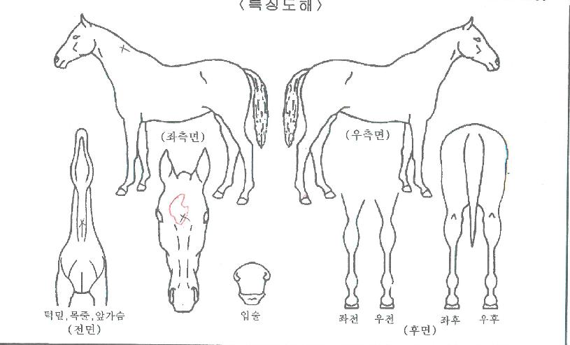 ¸ð´×µ¿ÀÚÀÇ Ãø¸é,¿ì¸é,µÞ¸é,µÎ»ó,´Ù¸®ÀÇ Æ¯Â¡µµÇØ