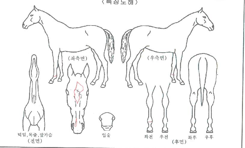 �۽�Ʈ�ο��� ����,���,�޸�,�λ�,�ٸ��� Ư¡����