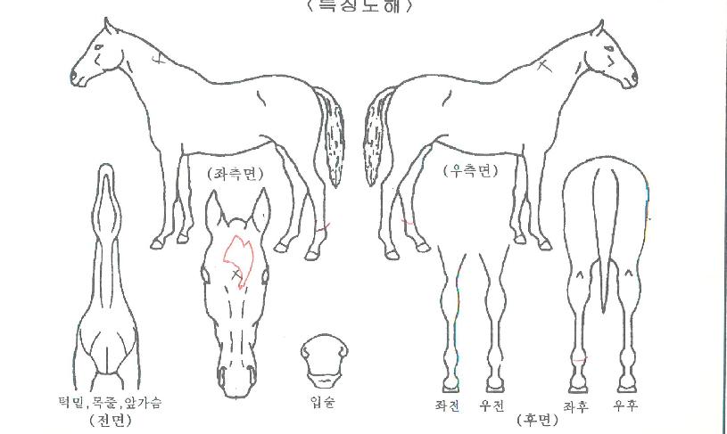 ÆÛ½ºÆ®¿¡µð¼ÇÀÇ Ãø¸é,¿ì¸é,µÞ¸é,µÎ»ó,´Ù¸®ÀÇ Æ¯Â¡µµÇØ