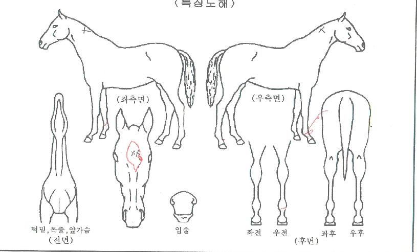 �̽�Ʈ���� ����,���,�޸�,�λ�,�ٸ��� Ư¡����