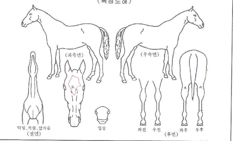 �ٺ�����̵��� ����,���,�޸�,�λ�,�ٸ��� Ư¡����