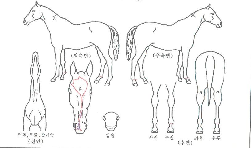 ÆÄ¿ö¹ÂÁ÷ÀÇ Ãø¸é,¿ì¸é,µÞ¸é,µÎ»ó,´Ù¸®ÀÇ Æ¯Â¡µµÇØ