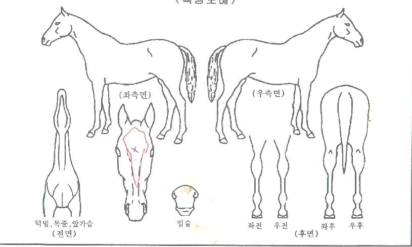 �۸������ڸ��� ����,���,�޸�,�λ�,�ٸ��� Ư¡����