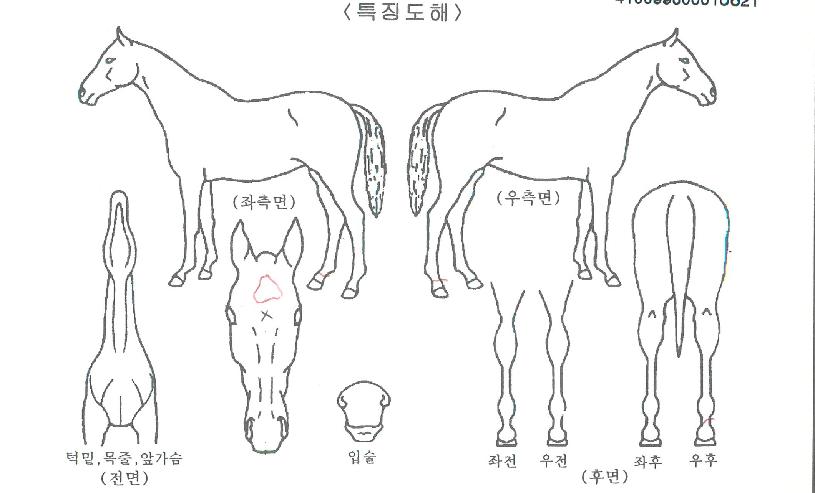 Å齺ÅèÀÇ Ãø¸é,¿ì¸é,µÞ¸é,µÎ»ó,´Ù¸®ÀÇ Æ¯Â¡µµÇØ
