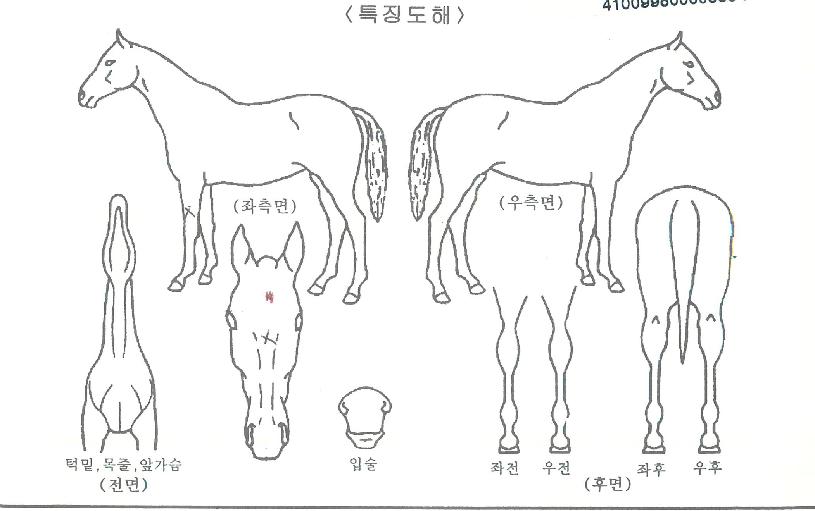 ���۴��ڸ��� ����,���,�޸�,�λ�,�ٸ��� Ư¡����