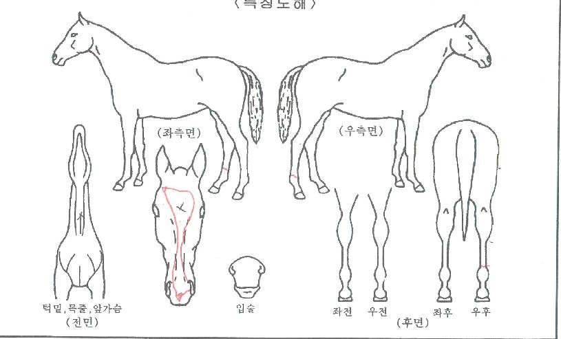 ±Û·Î¹ú¼±ÀÇ Ãø¸é,¿ì¸é,µÞ¸é,µÎ»ó,´Ù¸®ÀÇ Æ¯Â¡µµÇØ