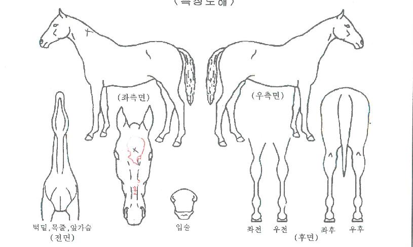 ��ŷ���Ѹ��� ����,���,�޸�,�λ�,�ٸ��� Ư¡����