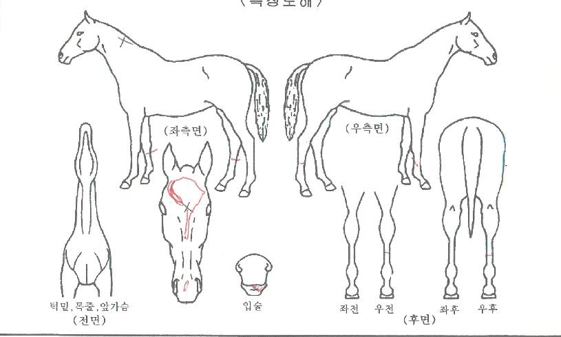 ���ǹ����� ����,���,�޸�,�λ�,�ٸ��� Ư¡����