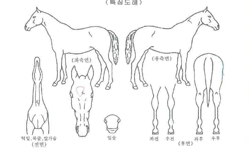 �ŷ��� ����,���,�޸�,�λ�,�ٸ��� Ư¡����