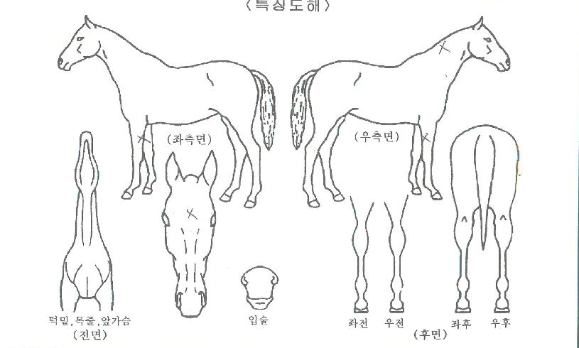 ��������ڸ��� ����,���,�޸�,�λ�,�ٸ��� Ư¡����