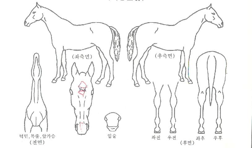 ¼Ò¸ð¿¡À̽ºÀÇ Ãø¸é,¿ì¸é,µÞ¸é,µÎ»ó,´Ù¸®ÀÇ Æ¯Â¡µµÇØ