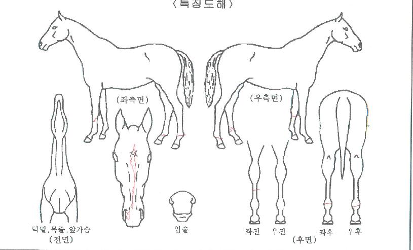 ��ƼǮ������ ����,���,�޸�,�λ�,�ٸ��� Ư¡����