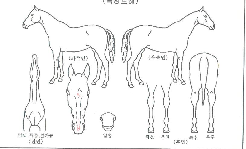 �Ƴ�������Ʈ�ڸ��� ����,���,�޸�,�λ�,�ٸ��� Ư¡����