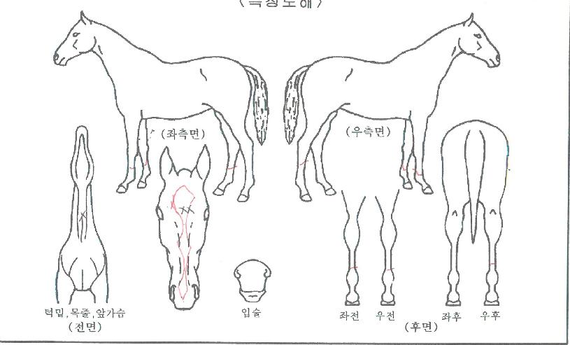 Å·½º·£µùÀÇ Ãø¸é,¿ì¸é,µÞ¸é,µÎ»ó,´Ù¸®ÀÇ Æ¯Â¡µµÇØ