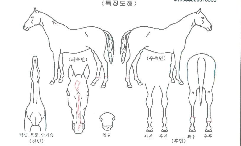 õ³âÀDZæÀÇ Ãø¸é,¿ì¸é,µÞ¸é,µÎ»ó,´Ù¸®ÀÇ Æ¯Â¡µµÇØ