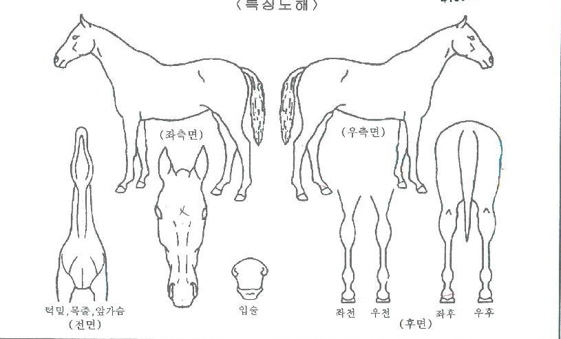 ºÒ¸êÀDZæÀÇ Ãø¸é,¿ì¸é,µÞ¸é,µÎ»ó,´Ù¸®ÀÇ Æ¯Â¡µµÇØ