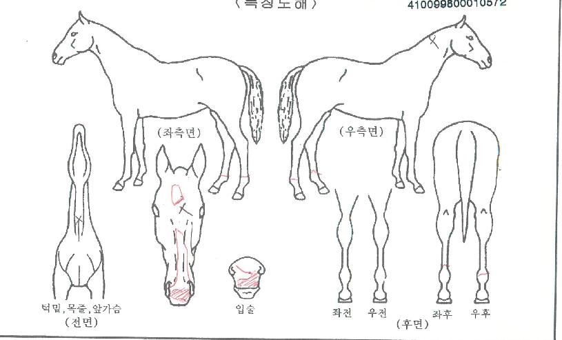 Ŭ¸°¾÷ÇØÇÇÀÇ Ãø¸é,¿ì¸é,µÞ¸é,µÎ»ó,´Ù¸®ÀÇ Æ¯Â¡µµÇØ