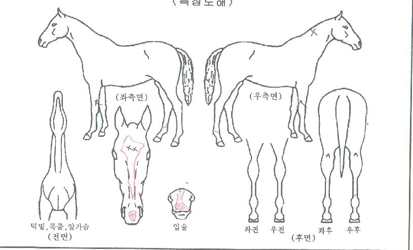 õÁö¿ï¸²ÀÇ Ãø¸é,¿ì¸é,µÞ¸é,µÎ»ó,´Ù¸®ÀÇ Æ¯Â¡µµÇØ