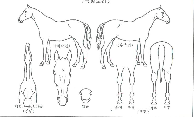 °ñµç½ºÀ§Ä¡ÀÇ Ãø¸é,¿ì¸é,µÞ¸é,µÎ»ó,´Ù¸®ÀÇ Æ¯Â¡µµÇØ