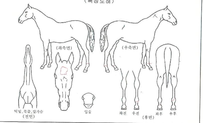 ·°Å°¸íÈ£ÀÇ Ãø¸é,¿ì¸é,µÞ¸é,µÎ»ó,´Ù¸®ÀÇ Æ¯Â¡µµÇØ