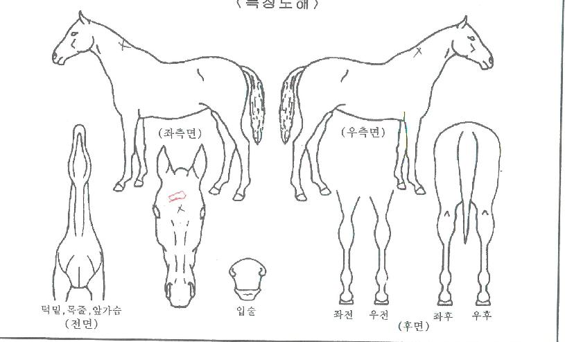 õÁöȶûÀÇ Ãø¸é,¿ì¸é,µÞ¸é,µÎ»ó,´Ù¸®ÀÇ Æ¯Â¡µµÇØ