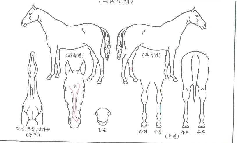 �õ�����̵��� ����,���,�޸�,�λ�,�ٸ��� Ư¡����