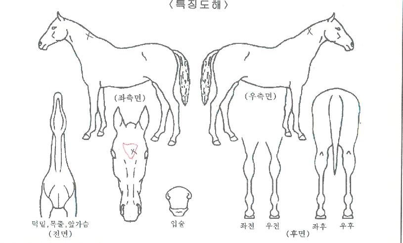 ��꿩���ڸ��� ����,���,�޸�,�λ�,�ٸ��� Ư¡����