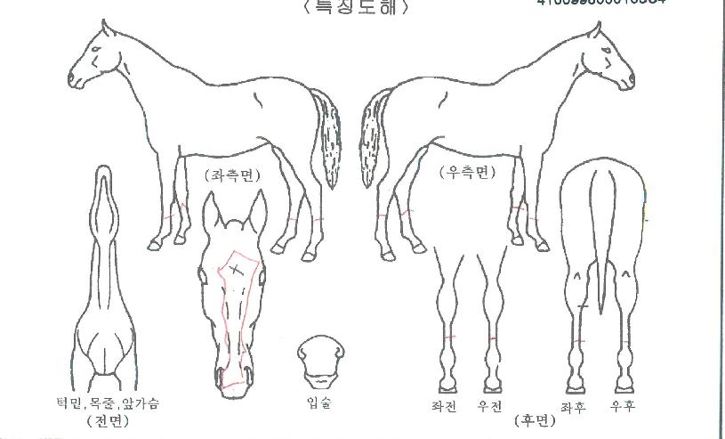 ȯ»ó½ÅÈÀÚ¸¶ÀÇ Ãø¸é,¿ì¸é,µÞ¸é,µÎ»ó,´Ù¸®ÀÇ Æ¯Â¡µµÇØ