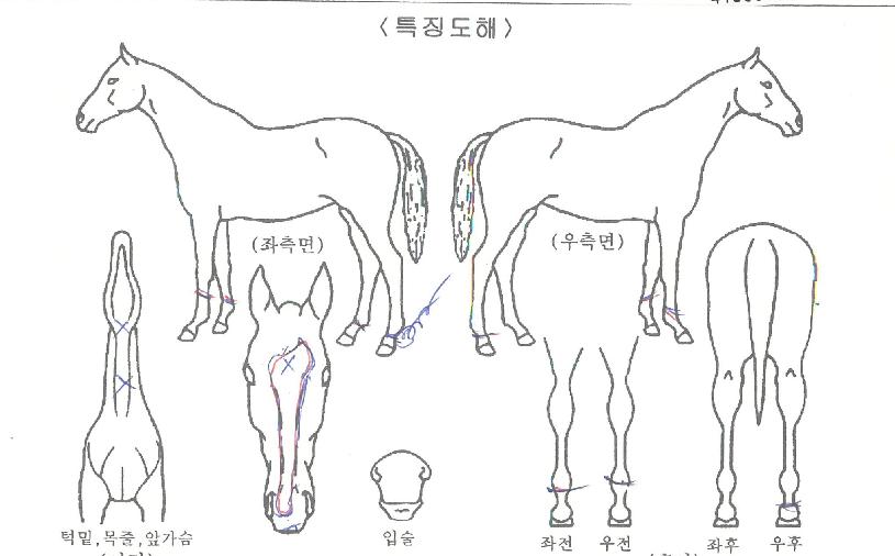 ��õƯ���� ����,���,�޸�,�λ�,�ٸ��� Ư¡����