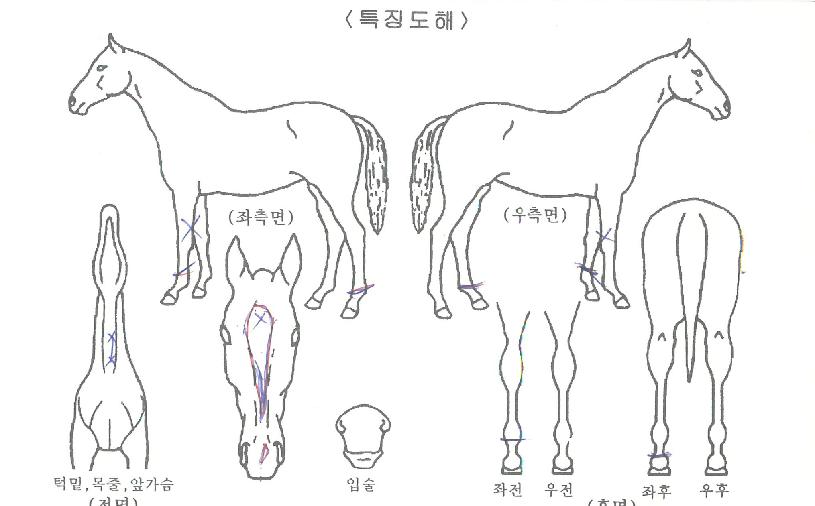 µ¶º¸ÃµÇÏÀÇ Ãø¸é,¿ì¸é,µÞ¸é,µÎ»ó,´Ù¸®ÀÇ Æ¯Â¡µµÇØ