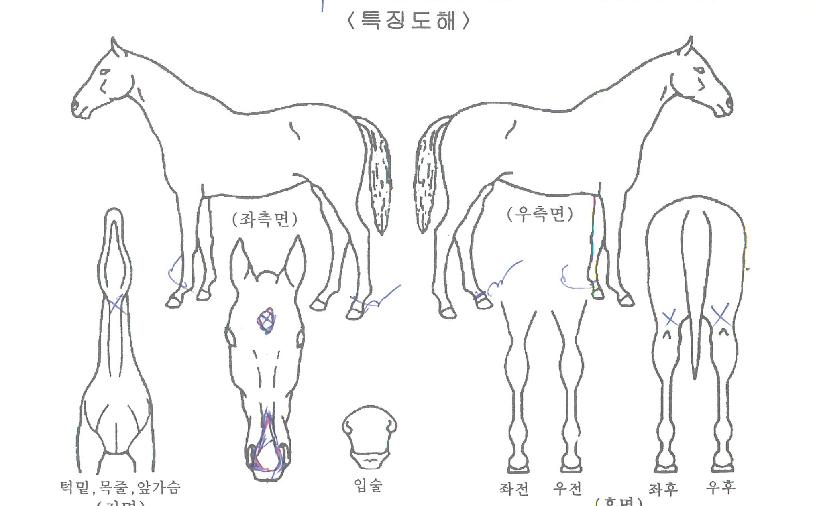 �»�Ư���� ����,���,�޸�,�λ�,�ٸ��� Ư¡����