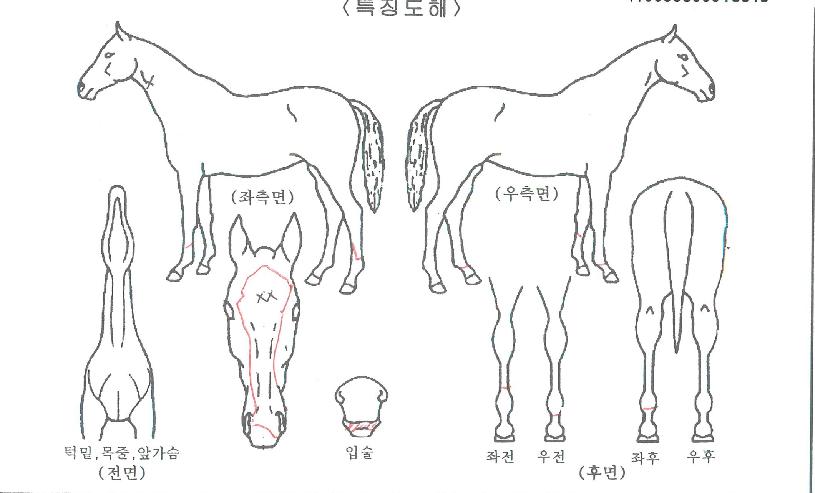 ·°Å°½º¸¶ÀÏÀÇ Ãø¸é,¿ì¸é,µÞ¸é,µÎ»ó,´Ù¸®ÀÇ Æ¯Â¡µµÇØ